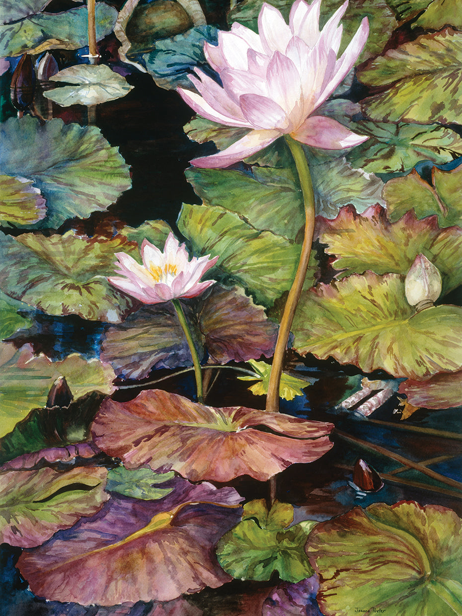 Water Lilies