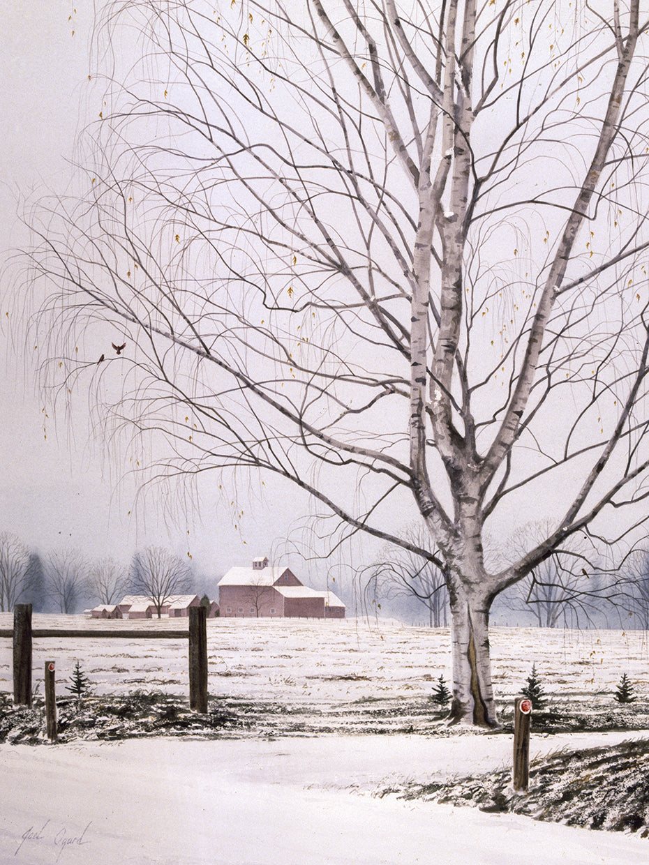 White Birch