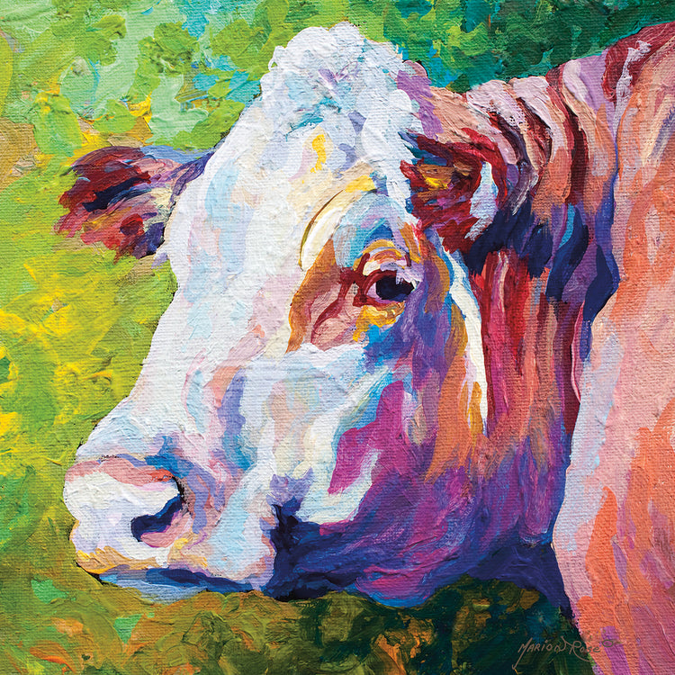 White Face Cow