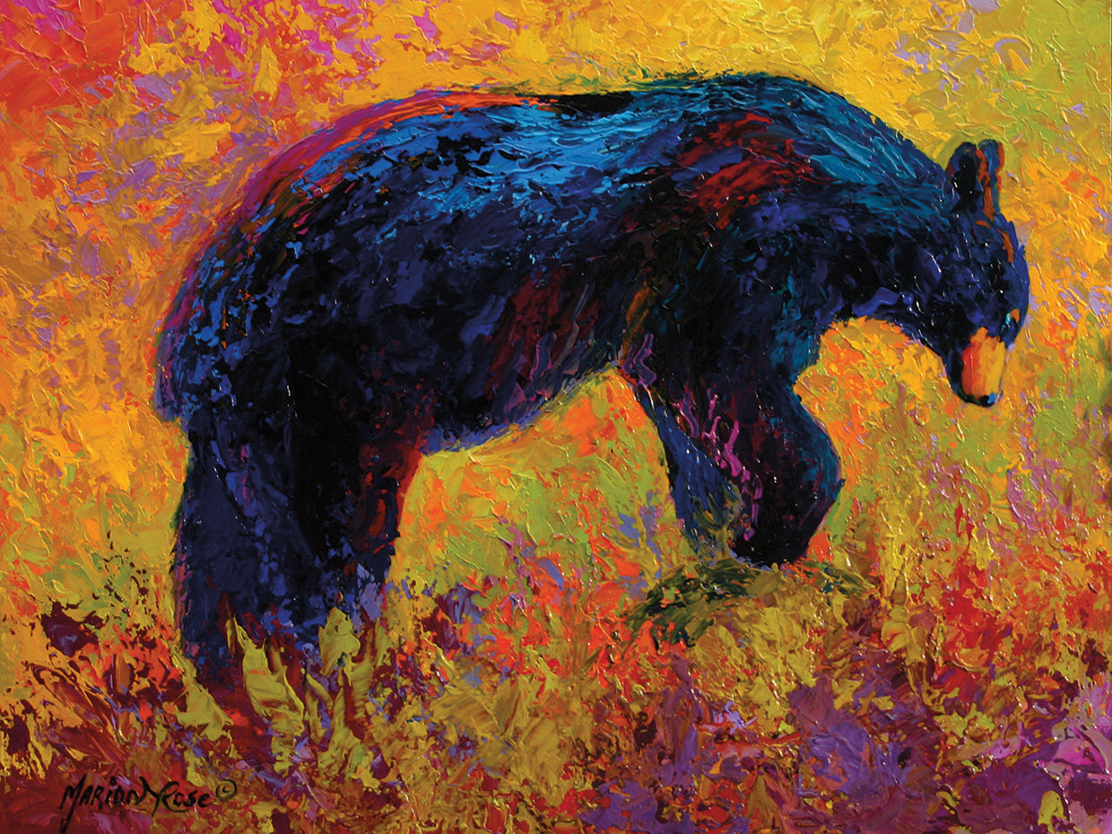 Young Adventurer Black Bear