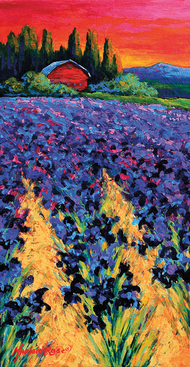 iris-farm-marion-rose