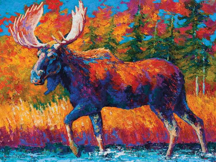 Moose Encounter