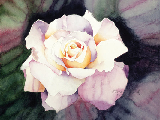 White Rose Canvas Prints