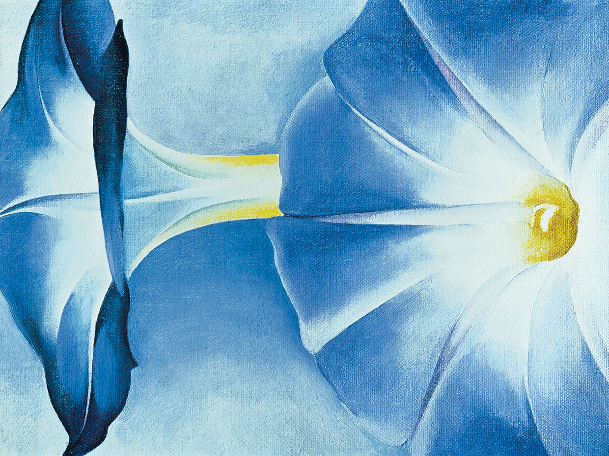 O'Keefe Blue Morning Glories