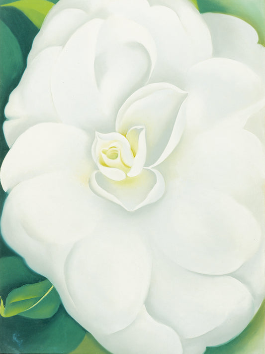 O'Keefe-White Camelia Canvas Print