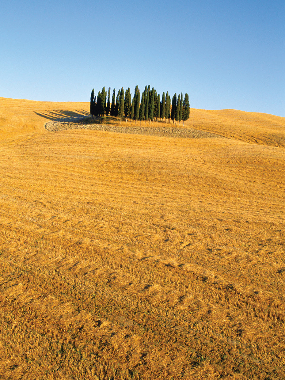 Trees in the middle of nowhere 2
