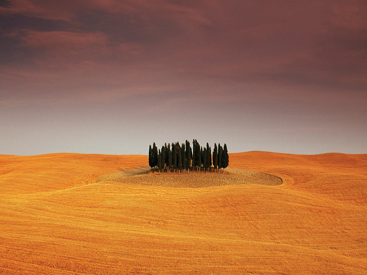 Trees in the middle of nowhere
