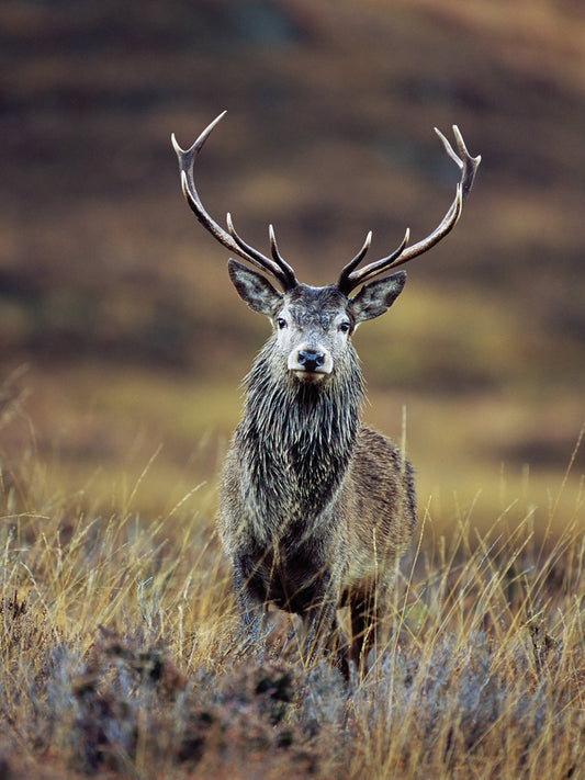 Deer Photography 2