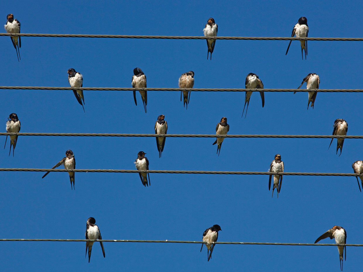 Robert Harding Picture Library's Birds Canvas Prints – Fineartcanvas.com