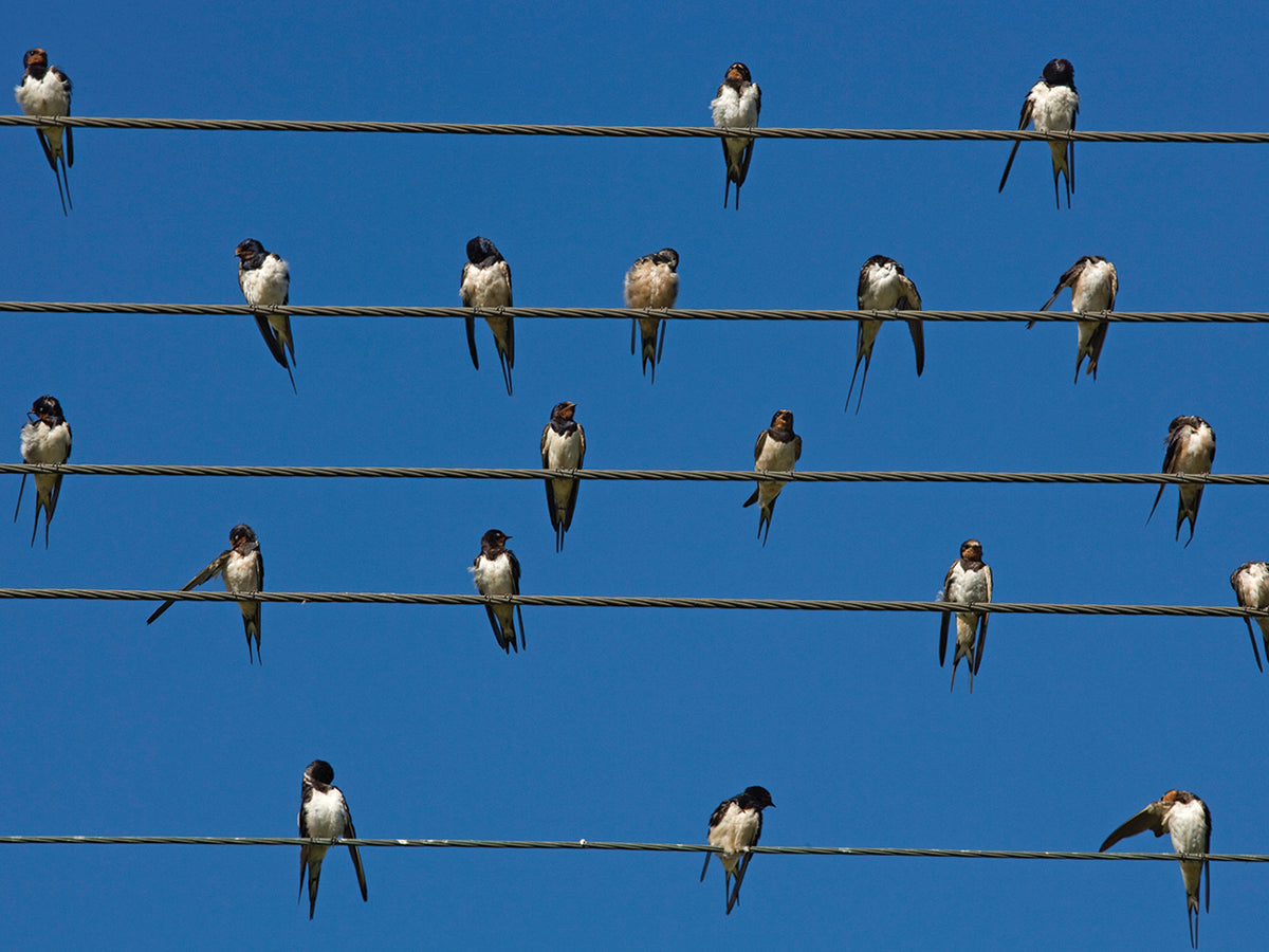 Birds Wall Art by Robert Harding Picture Library | Fine Art Canvas