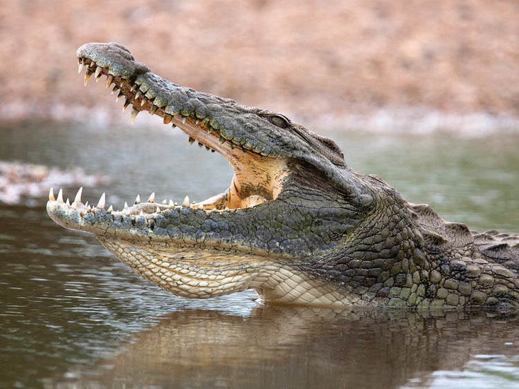 Crocodile