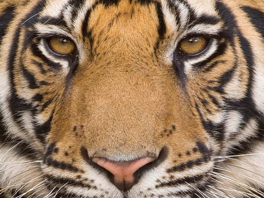Tiger eyes Canvas Print
