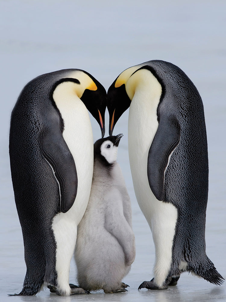 Familia de pingüinos Lienzo