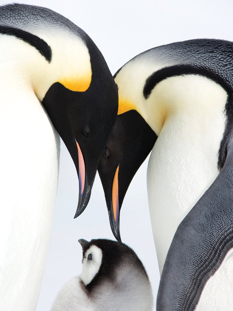 Familia de pingüinos # 2 Lienzo