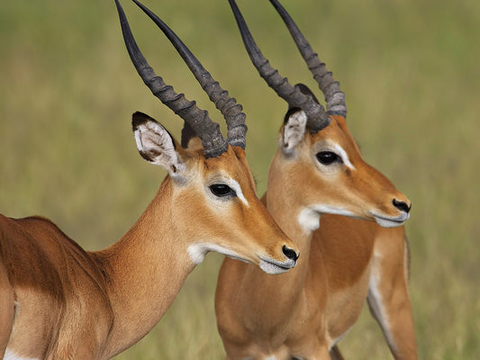 Antilopes Canvas Print