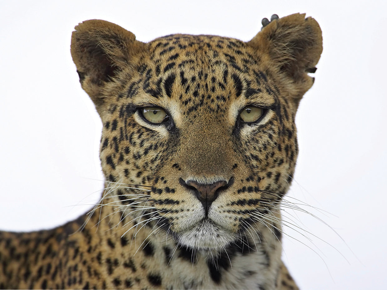 Leopard Portrait