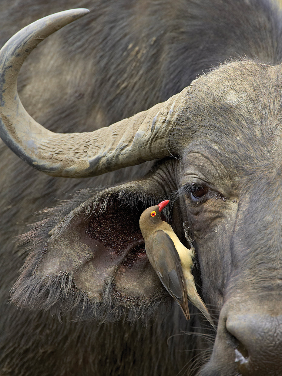 Horn Portrait