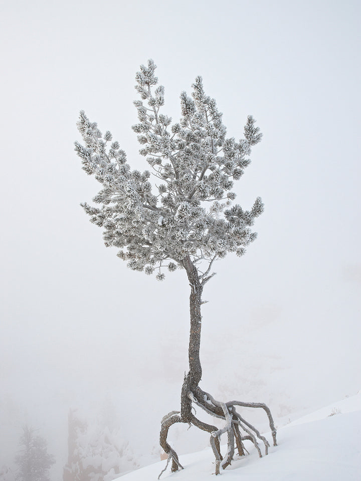 Robert Harding Picture Library's Horn Portrait Canvas Prints ...