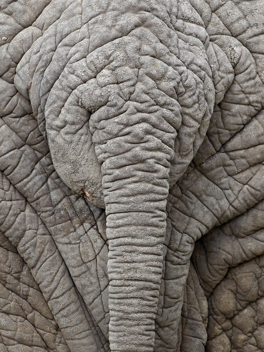African elephant (Loxodonta africana) Canvas Print