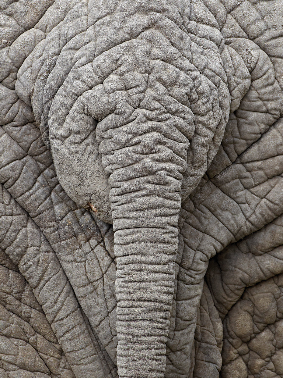 Palm Trees in the Middle of the Desert
