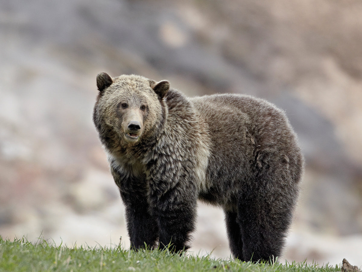 Bear Portrait