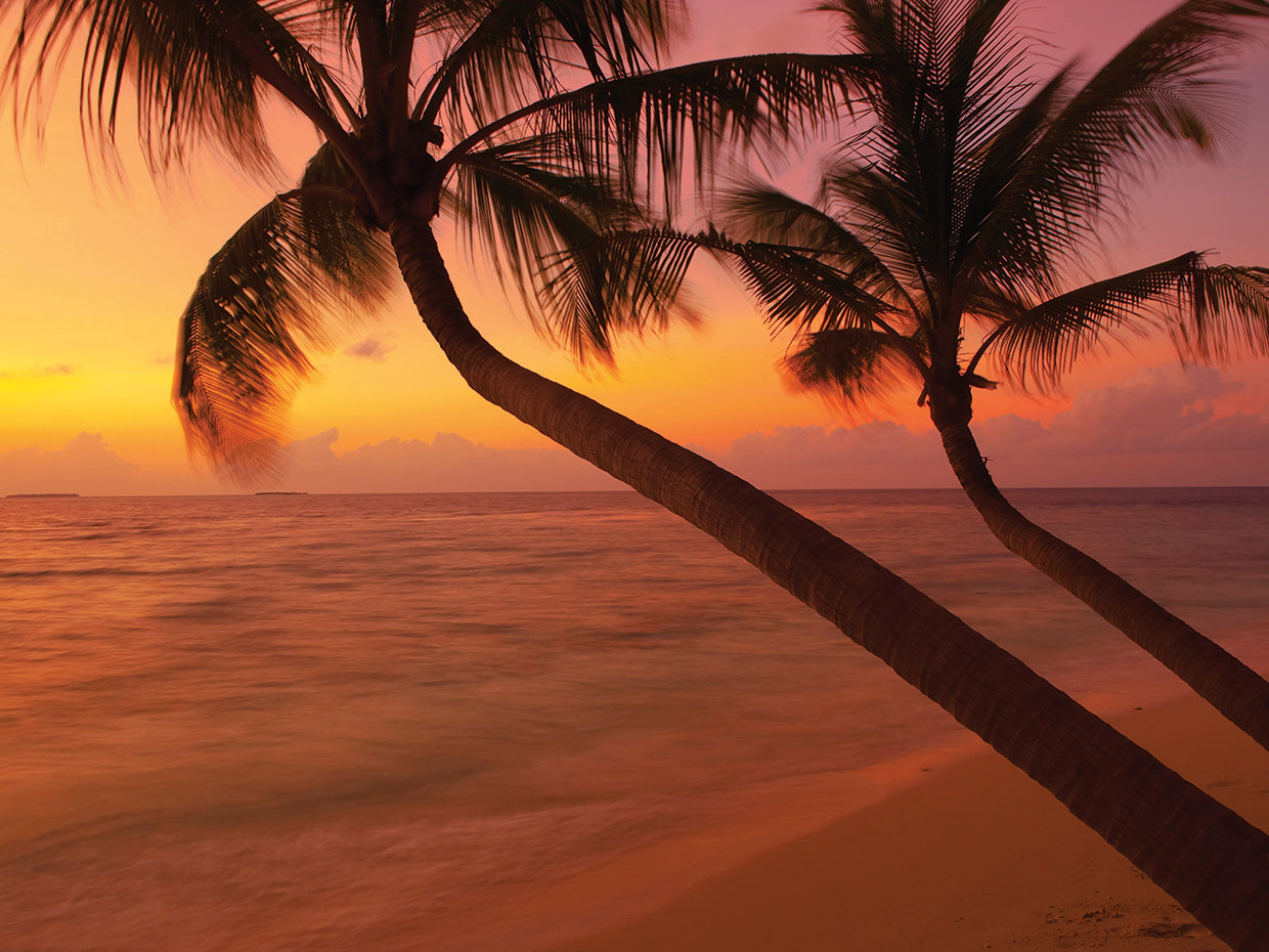 Palm Trees