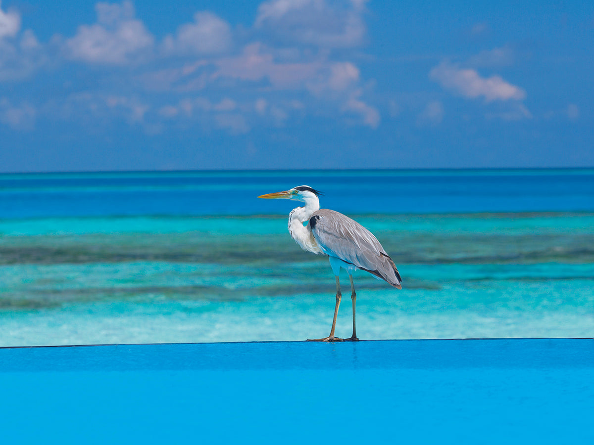 Heron on the Beach