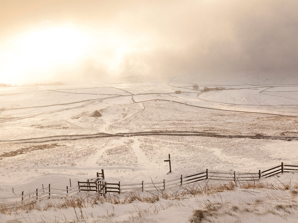 Snowed Landscape