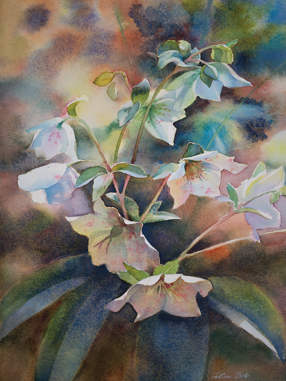 White Hellebores