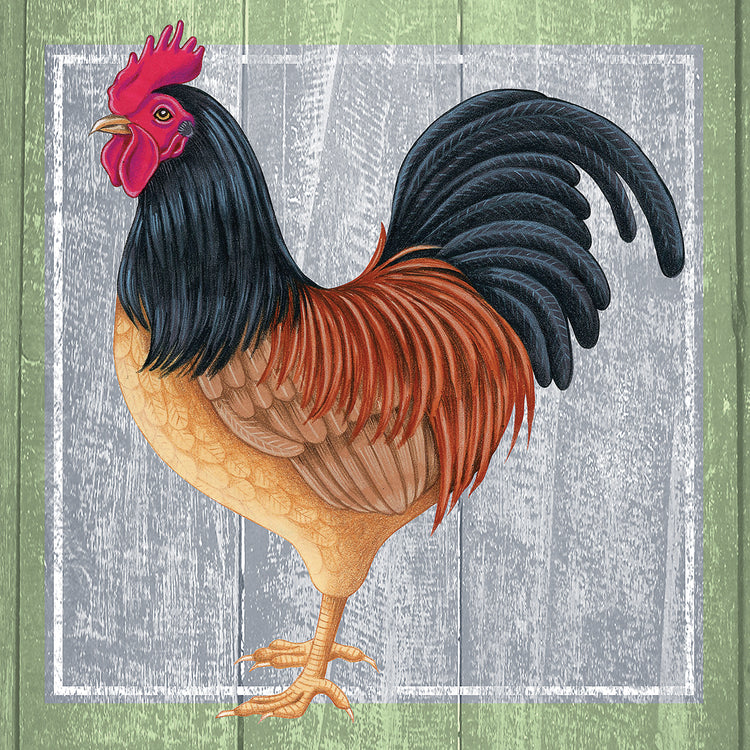 Pollo 2 Lienzo