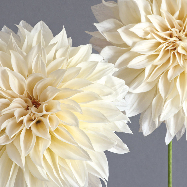2 Cream Dahlias on Gray
