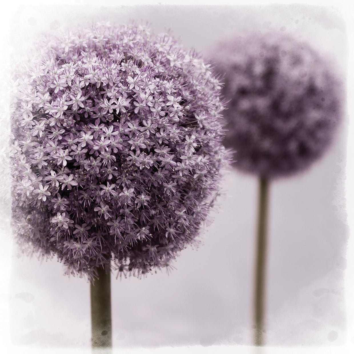 2 Purple Alliums