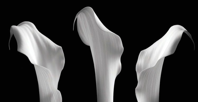 3 Lilies in a Row on Black