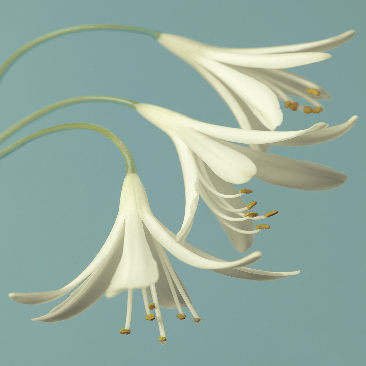 3 Snowdrops on Blue