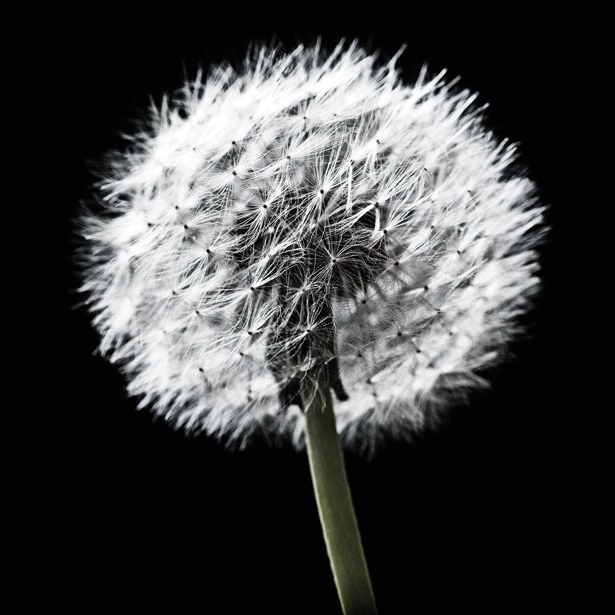 B&W Dandelion on Black 02