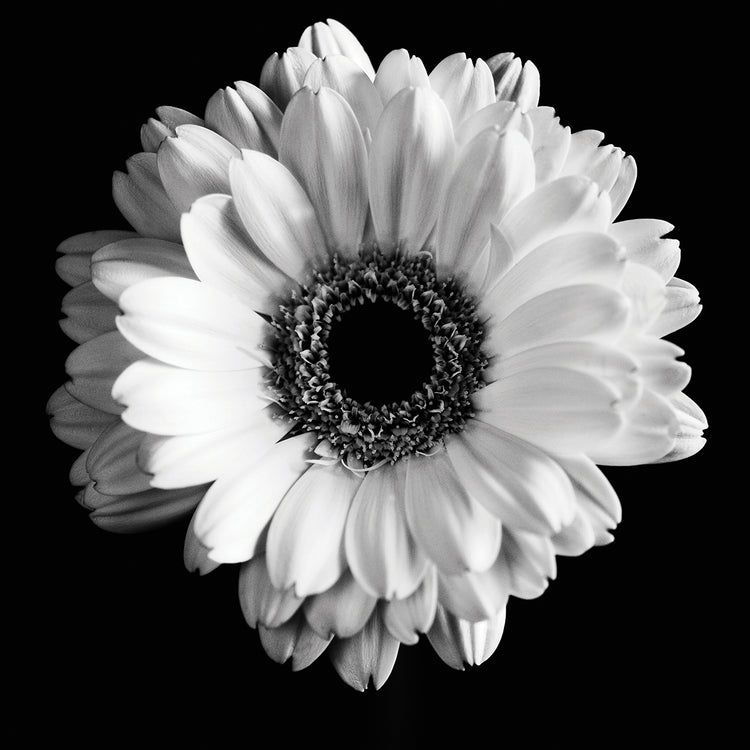 B&W Flower on Black 01