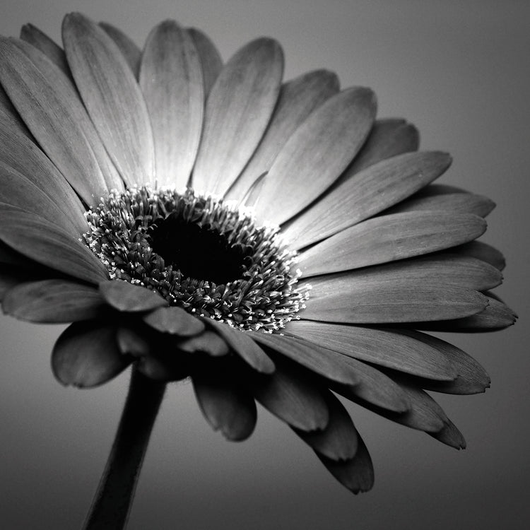 B&W Gerbera 01