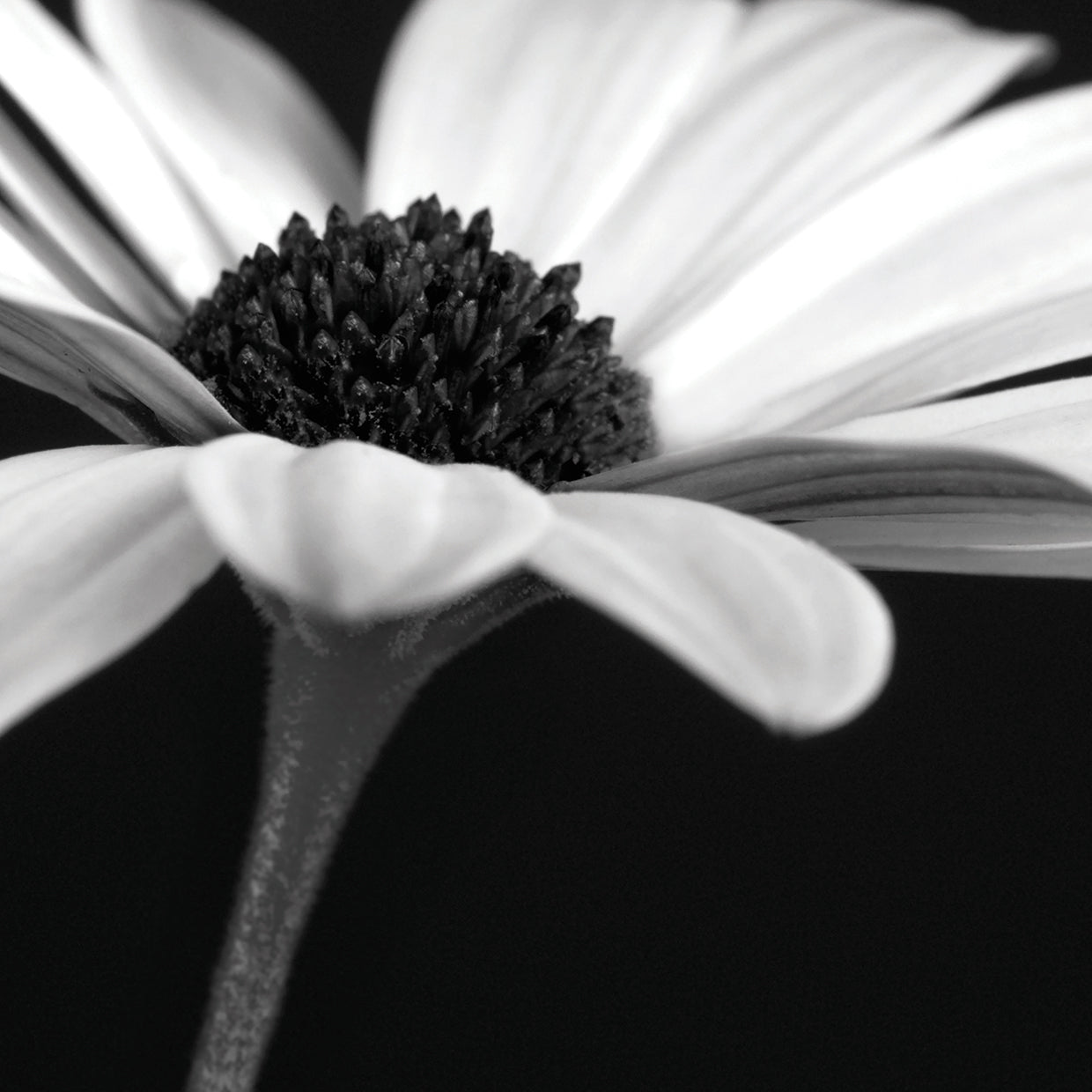 B&W Osteospurmum 01