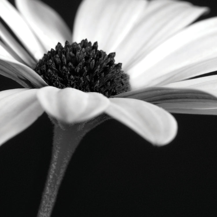 B&W Osteospurmum 01