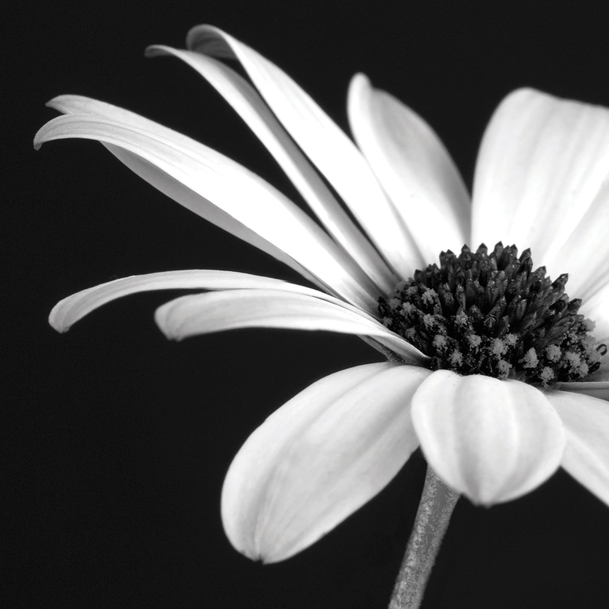 B&W Osteospurmum 02