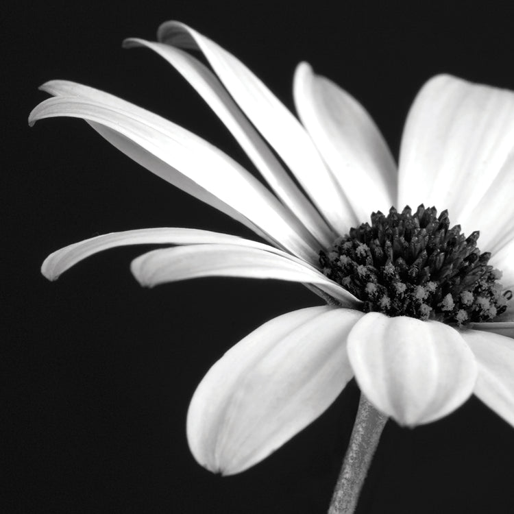 B&W Osteospurmum 02