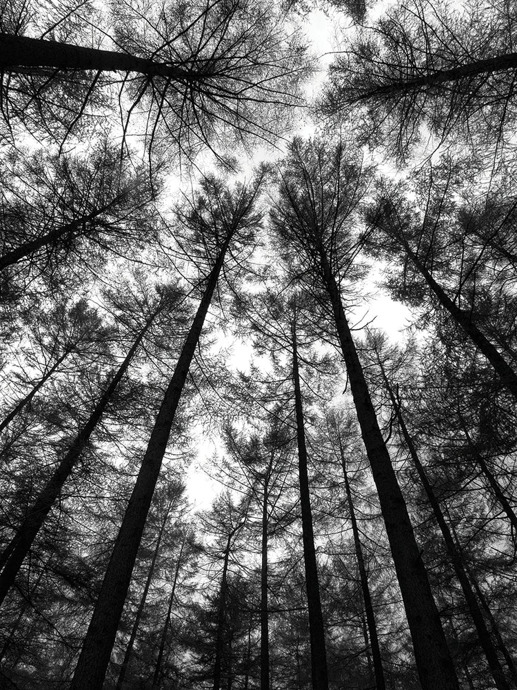 B&W Tall Forest