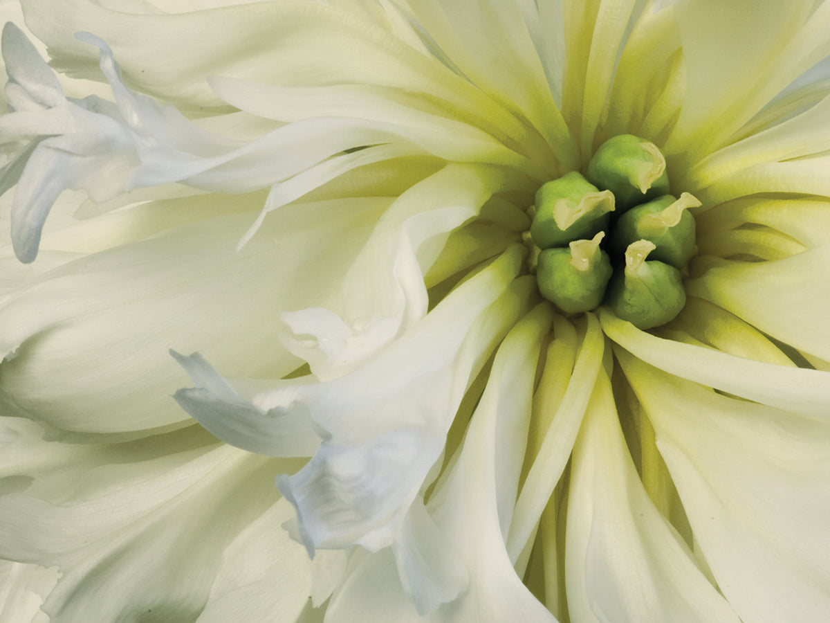Close up of a Dahlia