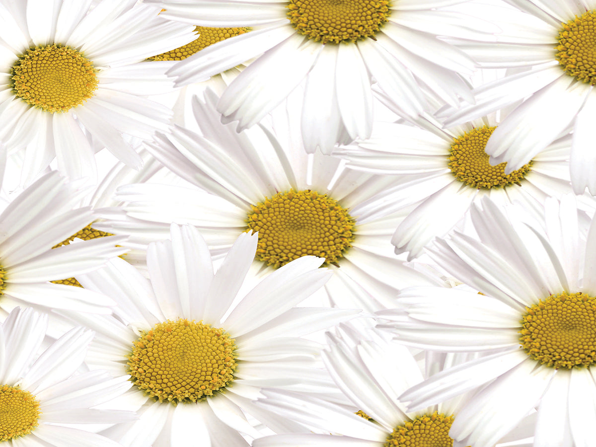 Collection of Daisies