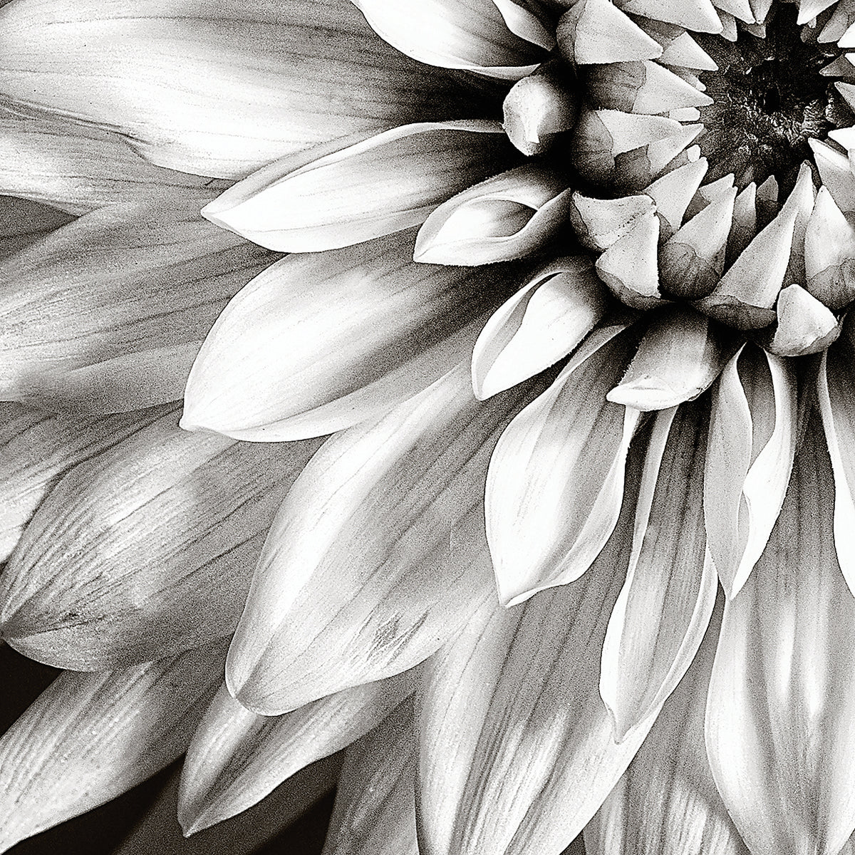 Dahlia B&W