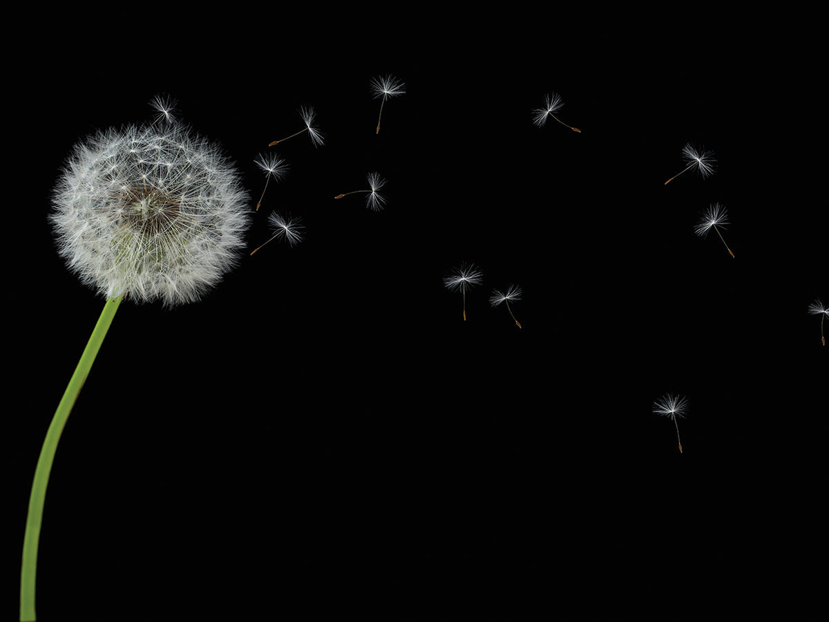 Dandelion with Seeds Panoramic