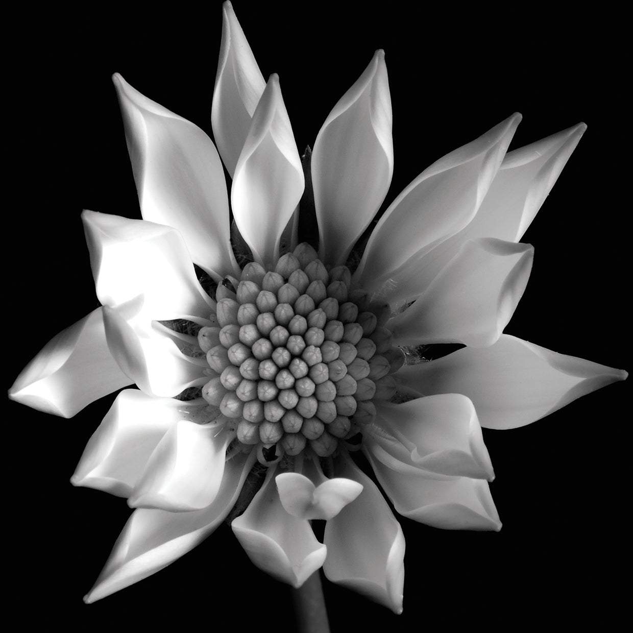 Flower BW 02