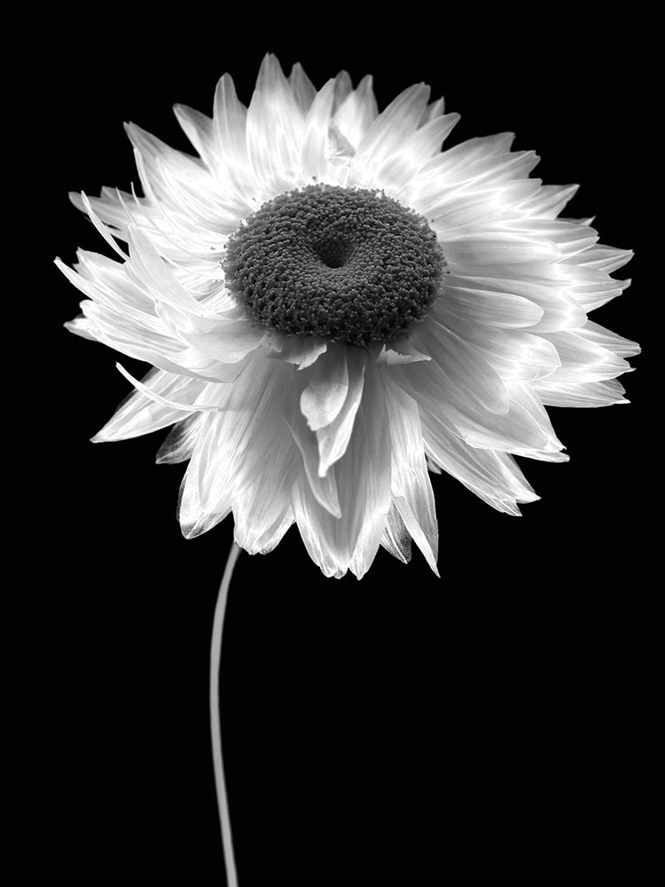Flower B&W