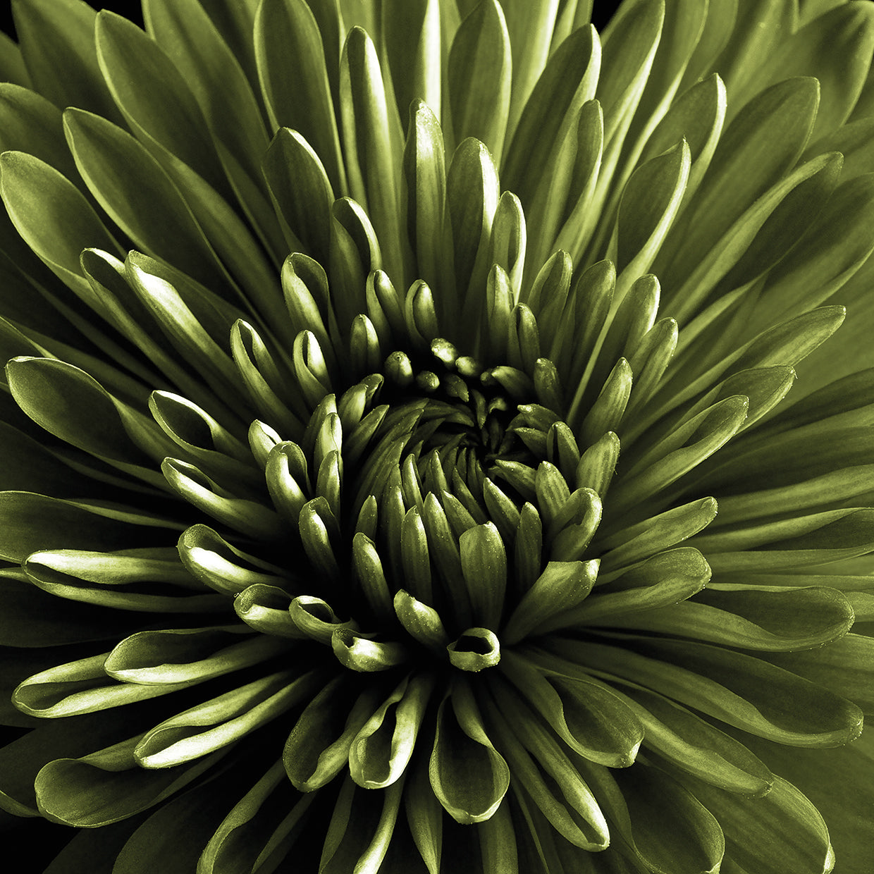 Green Chrysanthemum Close Up