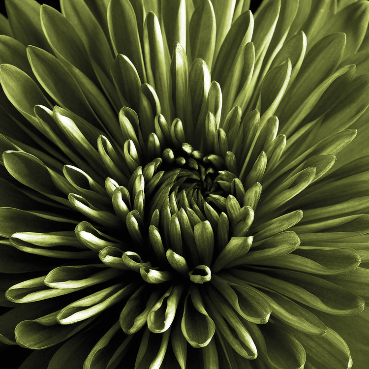 Green Chrysanthemum Close Up